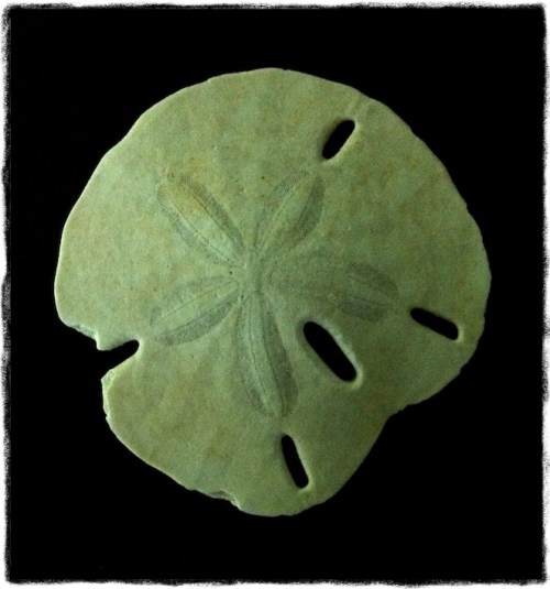 Img_1361bnormalgritborder