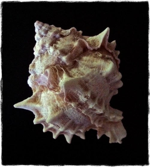 Img_1365bsizednormalgritborder