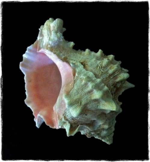 Img_1370bsizednormalgritborder