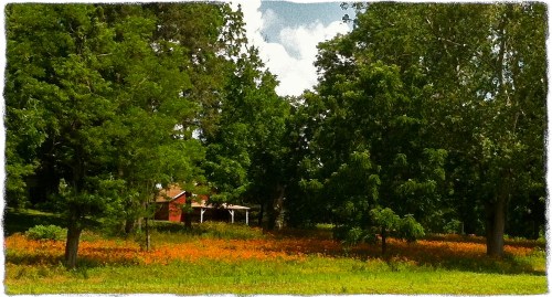 Img_1965blightenborder