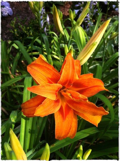 Lilyunpluggedsizedborder