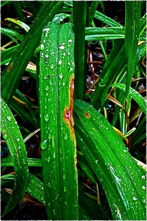 Afterthestorm6frayedoldpaper