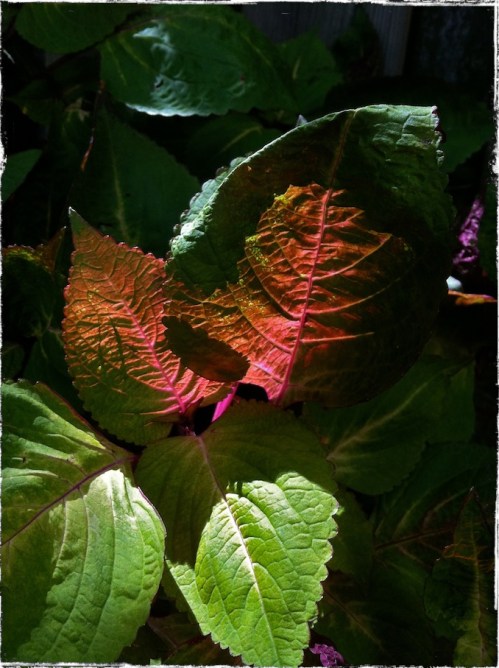 Backlitcoleas1grundgy