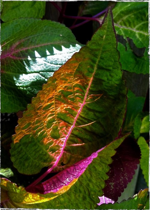 Backlitcoleas3detailgrundgy