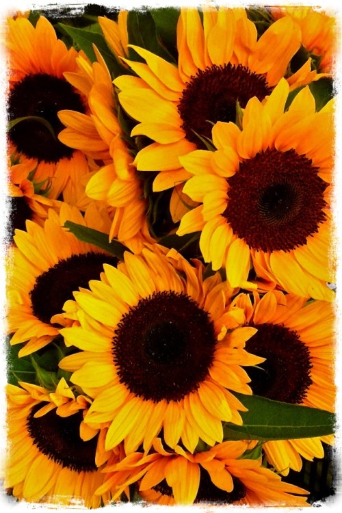 Farmersmarketsunflowers