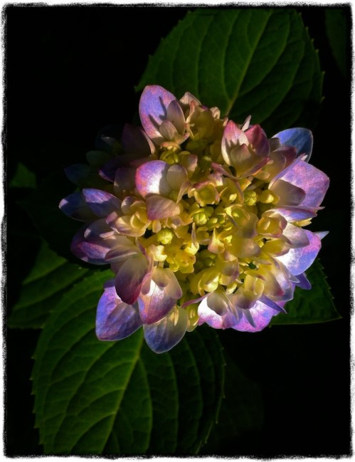 Flower5_2bokeh3fullinvertgrit