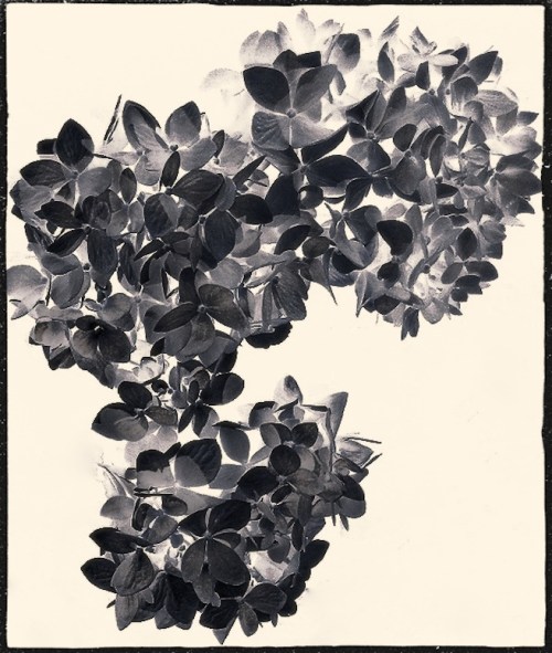 Hydrangeainfraredenfusion2300g