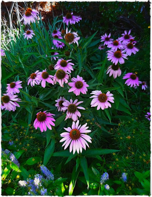 Img_2611bblueskybrushup