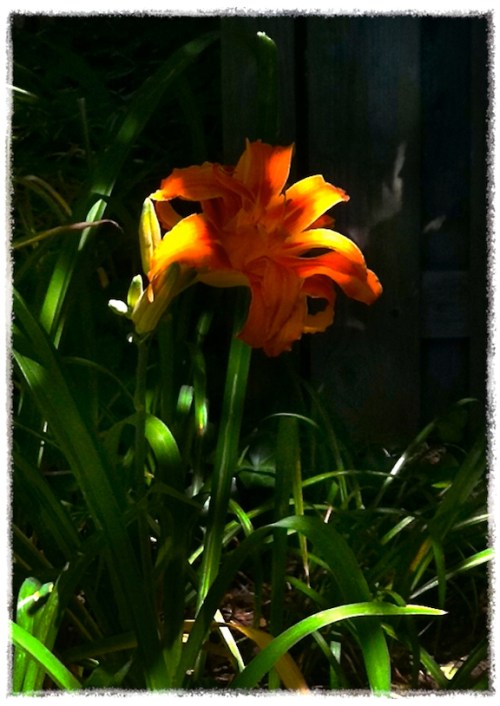 Img_2657bresizedtwostepbokeh2