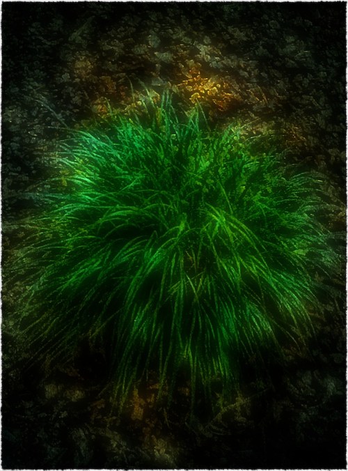 Impressionistgrass1bokeh3cross