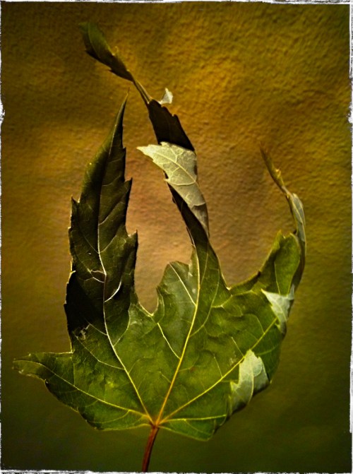 Leaf1lohobokeh3grundgy