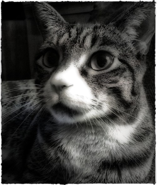 Myotherofficeassistant2bwbokeh