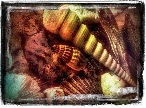 Saturatedenfusedshellsfilmtran