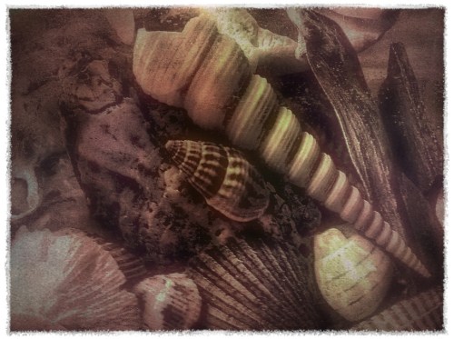 Shellssaturationenfusionbokeh1