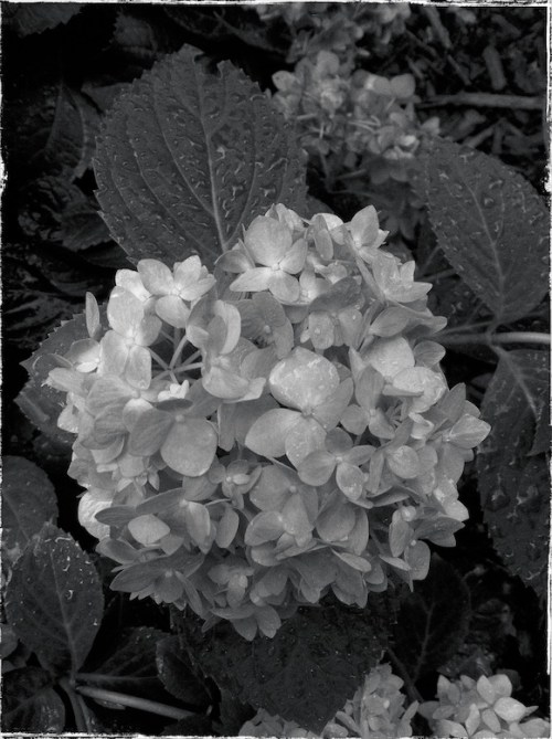 Anotherhydrangea2grundgy_2