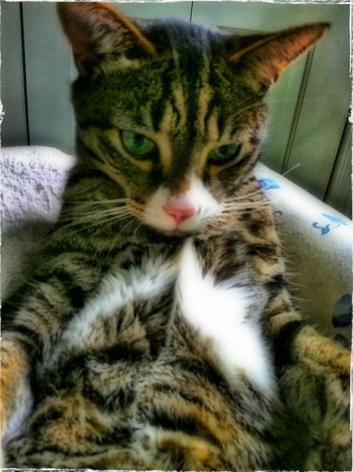 Assistantsdayoff_dl5bokeh3grun