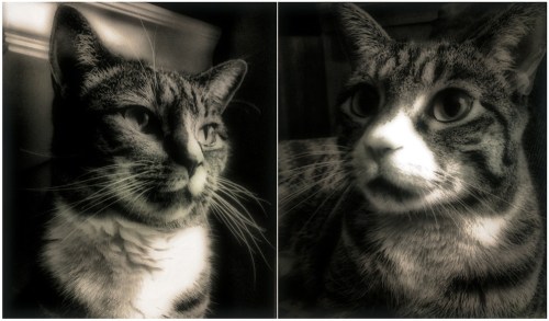 Catsdoubleportraitcroppedfurtherbwbrownpaperglowbokeh1fullflifinalp