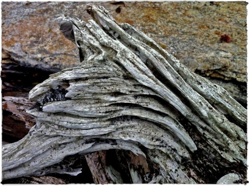 Driftwood1enfusion1wovenpaperm