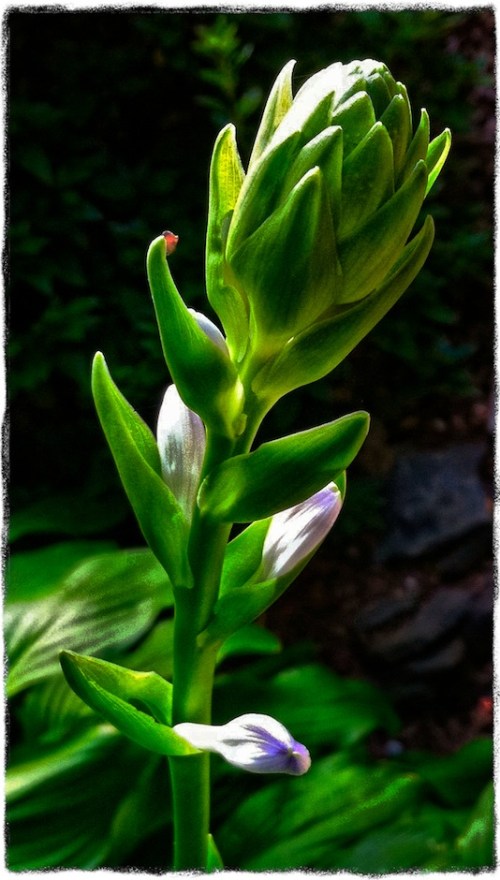 Hostea1_2detail_dl92bokeh3grit