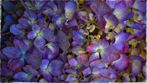 Hydrangea2_2_dl3lohobokehblend