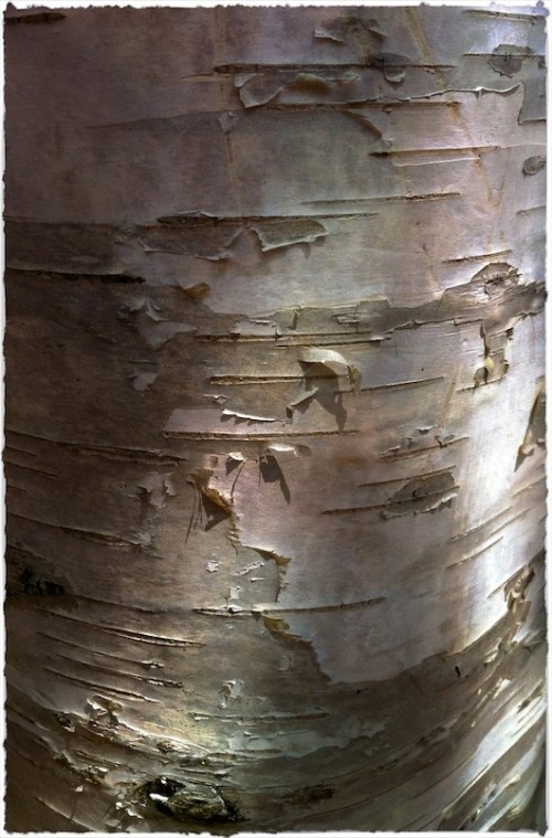 Img_4503bmidbokeh1horzflipbrus