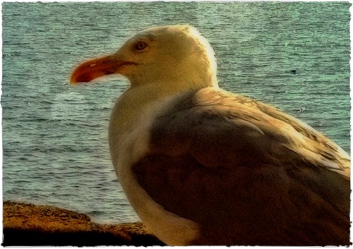 Img_5004b_dl5bokehrings1brushu