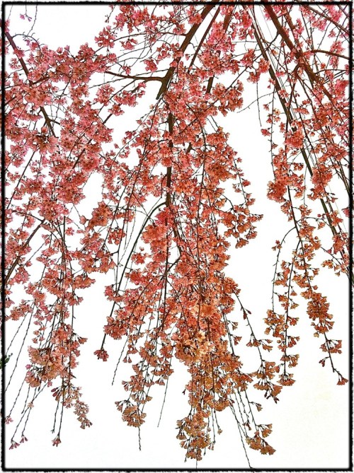 Img_5962b_dl72betterrez_2