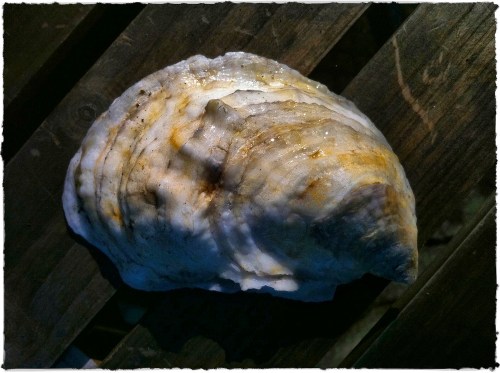 Img_5994b_dl12brushup