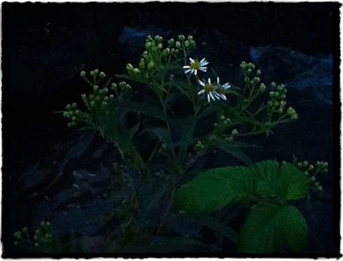 Img_6180bbokeh3brushup_2bokehb