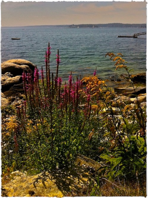 Img_6718bmidbrushup_2