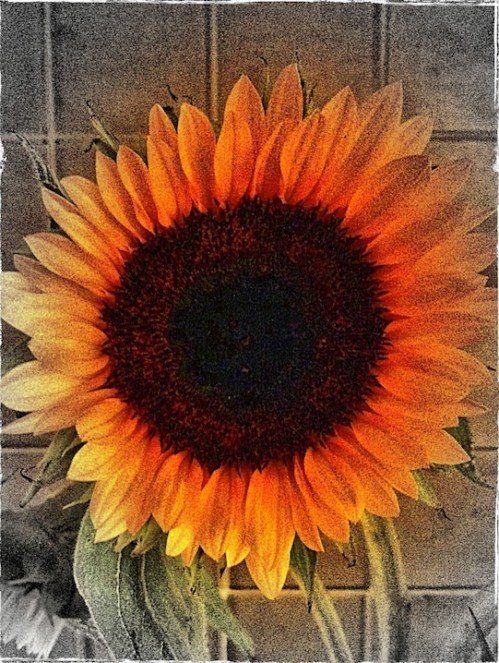 Impossiblesunflower4agrudgy_2