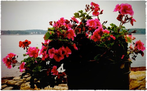 Kettleflowers3lomobrushup