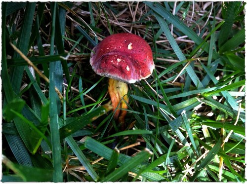 Mushroom1_2bokeh1brushup