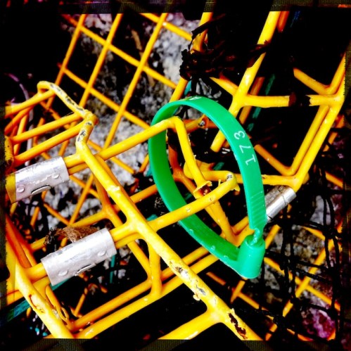 Polychromelobsterpotwreckage12