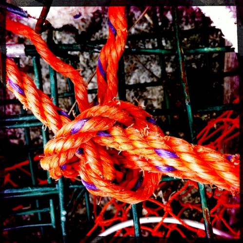 Polychromelobsterpotwreckage21