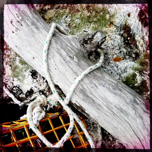 Polychromelobsterpotwreckage23