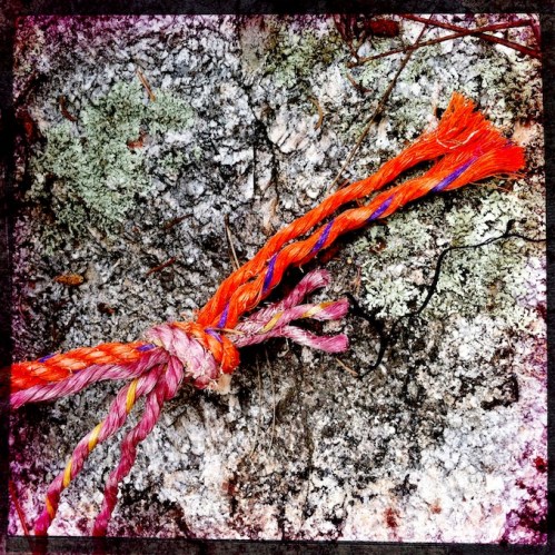 Polychromelobsterpotwreckage6