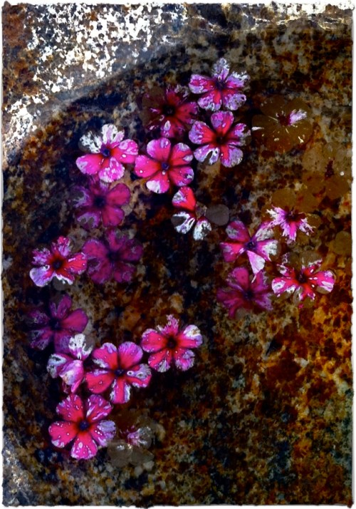 Poolflowersbrushupbokeh2fullin