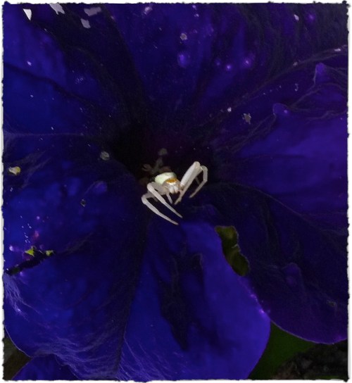 Spiderinflower2bokeh3invertver