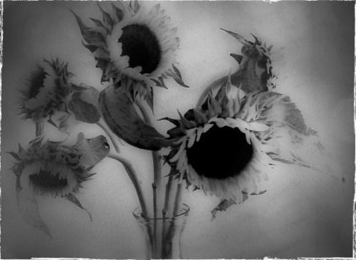 Sunflowerenfusion1_2yesteryearbw