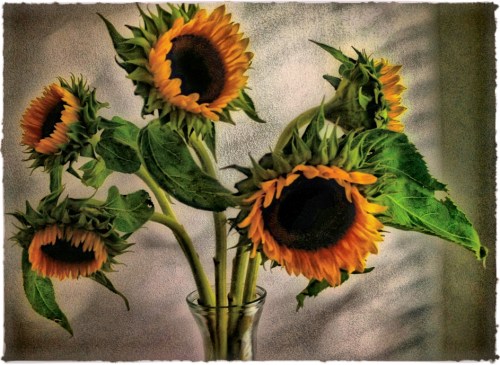 Sunflowersbwandcolorenfusion1_