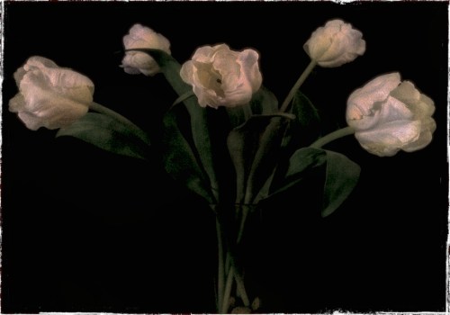 Tulipenfusion300tweakedbokehgr