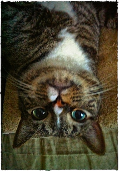 Upsidedownday_dl1lohobokeh3bbr