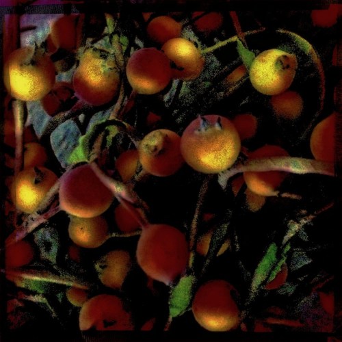 Autumnalberriesenfusion2bokehb