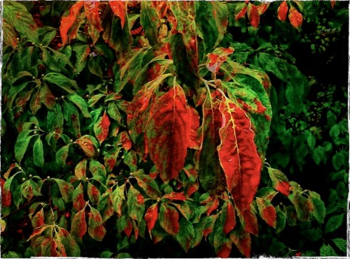 Autumnrain2enfusion1bokeh1grundgy