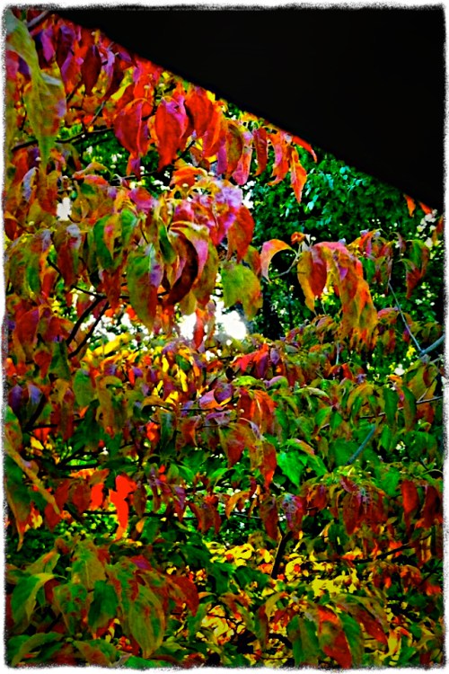 Autumnwindow3bokeh1grit_3