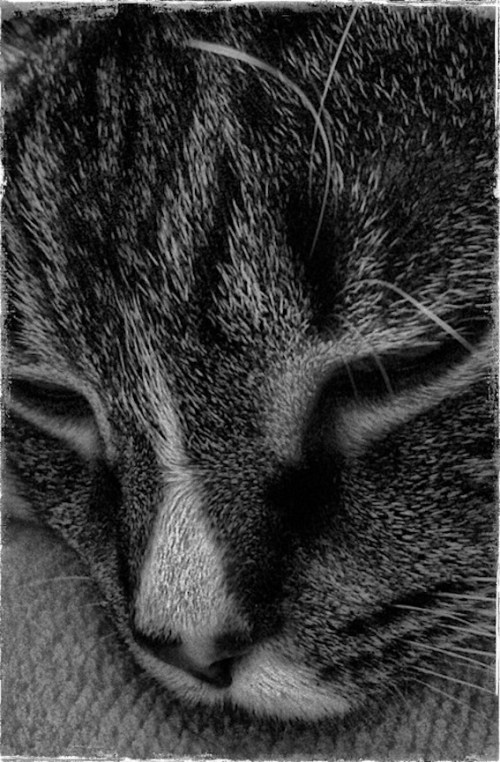 Ellacloseupenfusion1bwgrundgy_2