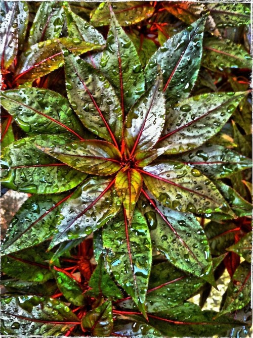 Leafrain3_2bokeh3grundgy2