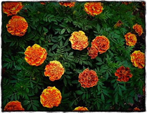 Marigolds_2bokeh3grit_2lomo