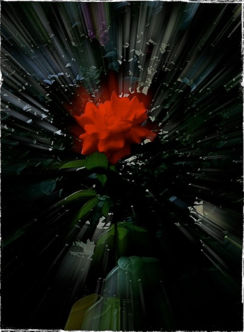 Roseenfusion1_dl1adjustedredpr